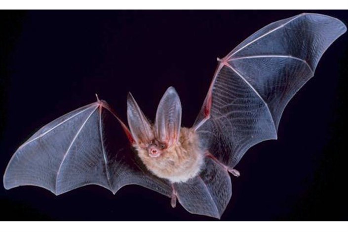 خفاش‌ها منشا انتقال عفونت ویروسی بعدی به انسان