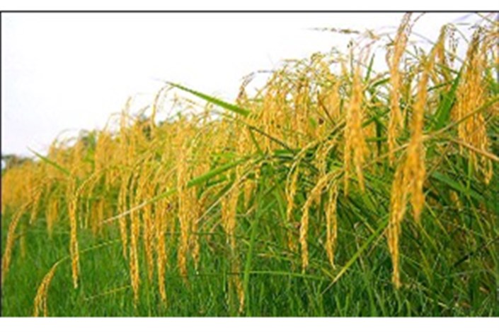 رئیس جهاد کشاورزی مازندران:  80 درصد برداشت برنج در مازندران مکانیزه است