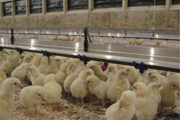 مدیرکل دامپزشکی خراسان جنوبی: بیش از ۲ میلیون جوجه گوشتی در مرغداری‌های بیرجند تولید شد