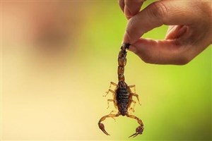 همدان و نبرد خاموش با جانوران زهرآگین؛ ۳۰۵ گزش در نیمه نخست سال زنگ هشدار طبیعت