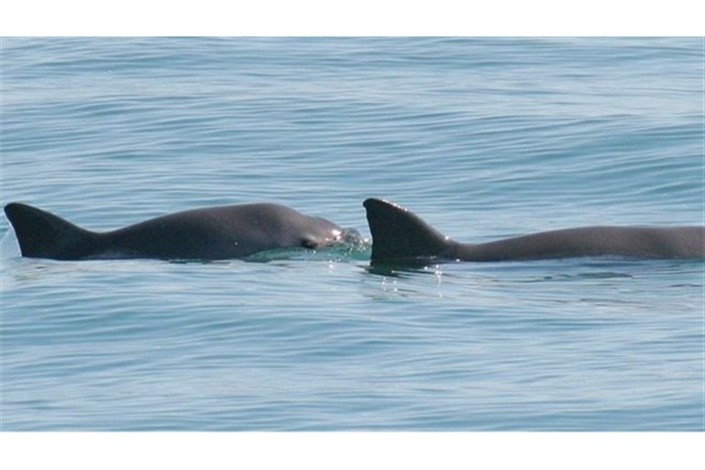 تلاش دلفین‌های نیروی دریای آمریکا برای بقای گرازماهی‌ها