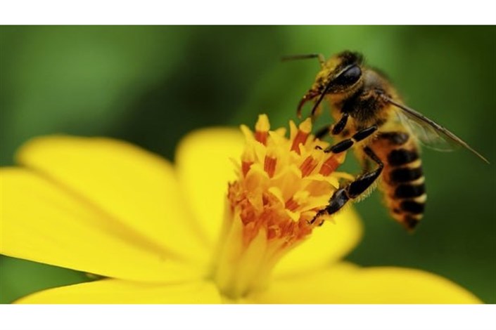 الهام از چشم زنبور برای ساخت دوربین‌های بهتر