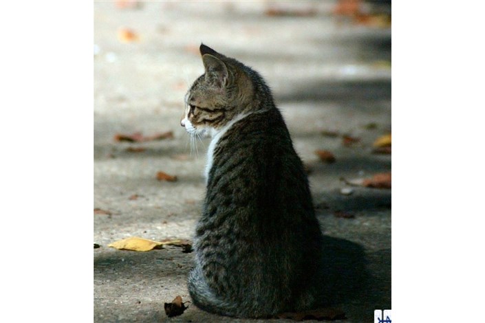 تعداد گربه‌های تهران از جمعیت ٦٨کشور جهان بیشتر است/تردد لشکر گربه ها در پایتخت