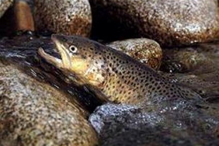 رهاسازی 2 میلیون و 640 قطعه بچه ماهی قزل‌آلا در استخرهای استان قزوین
