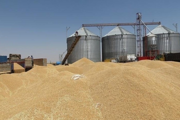 خرید گندم در کهگیلویه و بویراحمد به 60 هزار تن رسید