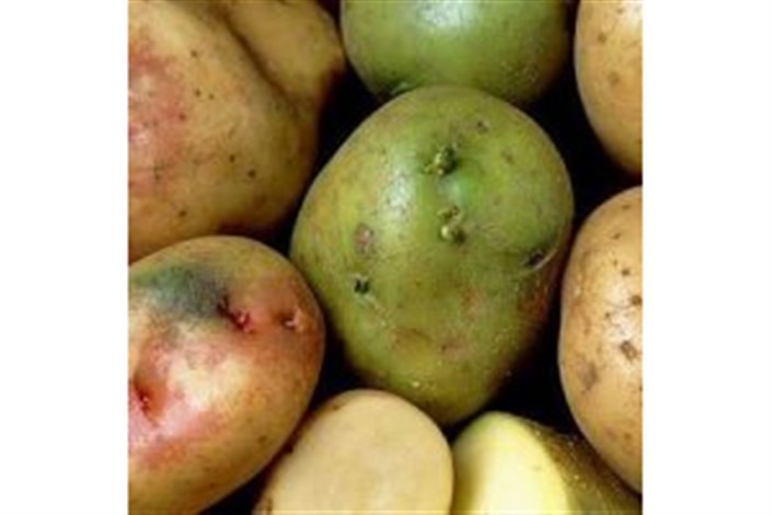 مسمومیت شدیدبا مصرف سیب زمینی/ قسمت سبز رنگ سیب زمینی را مصرف نکنید