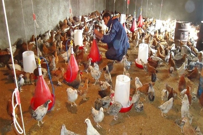   ۲۰۰ هزار تن مرغ مازاد بر مصرف تولید می شود