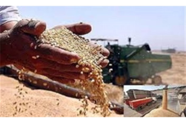 خرید تضمینی گندم از مرز 6 میلیون تن گذشت/ همزمان 3 نوع دانه روغنی خریداری می‌شود