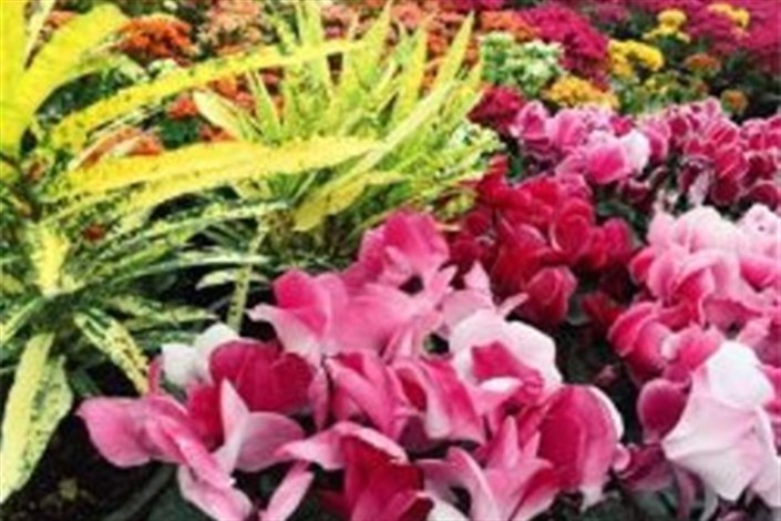 تولید 132 میلیون انواع گل و گیاهان زینتی در محلات