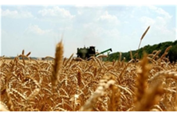 واردات قطعی گندم به کشور ممنوع است
