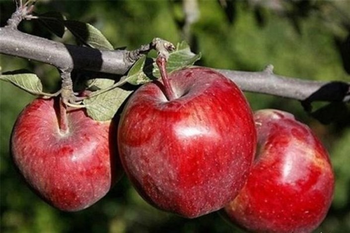 رئیس جهاد کشاورزی آذربایجان غربی:بیش از ۱ میلیون تن سیب امسال تولید می شود