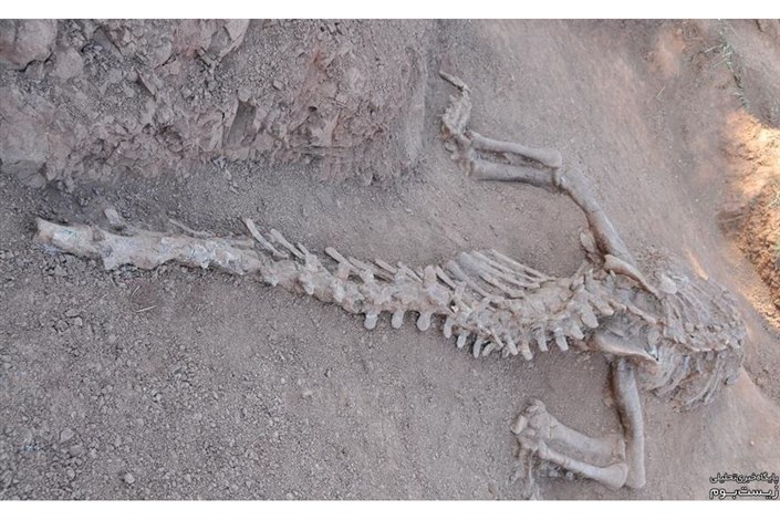 پسر 10 ساله  فسیل دایناسور یک میلیون ساله  را کشف کرد