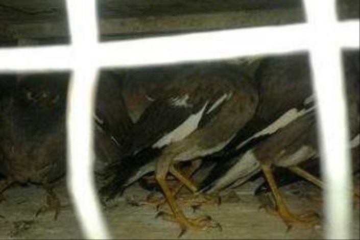 400 قطعه  پرنده مینای قاچاق در زابل کشف شد