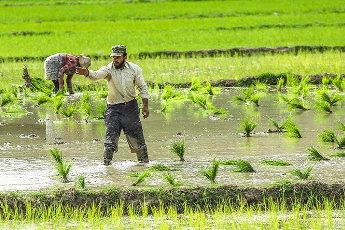  ممنوع شدن کشت برنج در گچساران و باشت