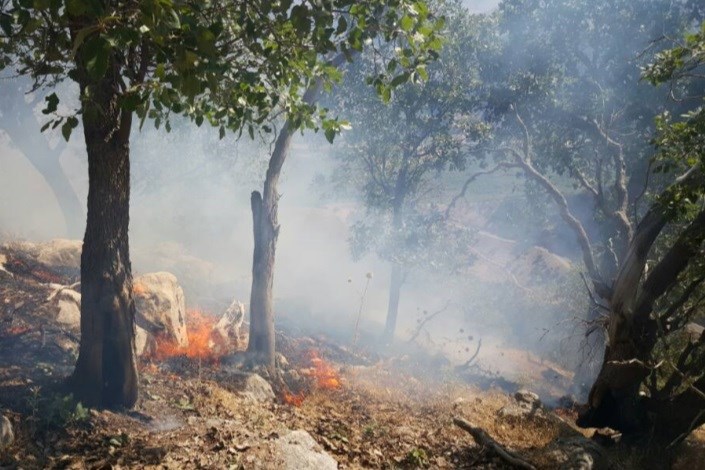 آخرین اخبار از علت آتش سوزی در جنگل های سرفیروزآباد کرمانشاه 