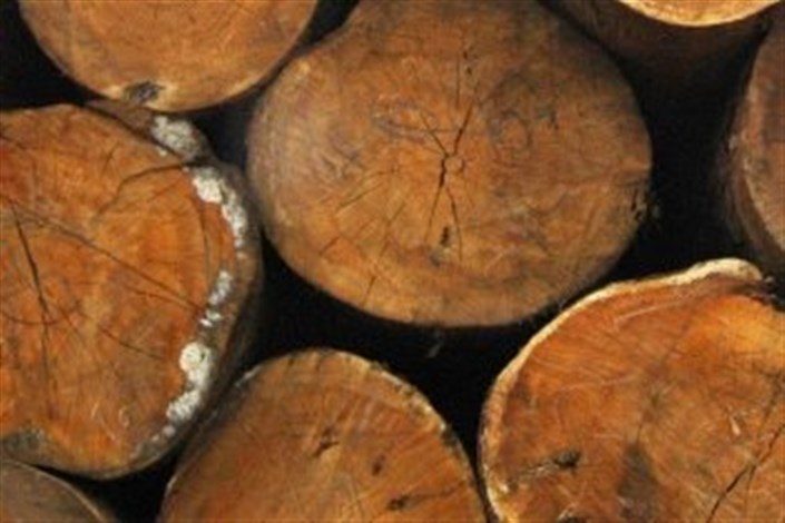  کشف 21 تن انواع چوب جنگلی قاچاق در سوادکوه شمالی