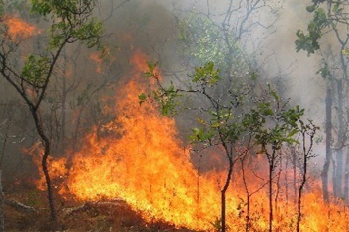 آتش سوزی گریبان جنگل های بخش کجور را گرفت