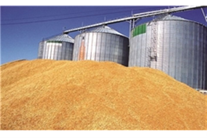 ایران پس از ترکیه دومین تولید کننده گندم منطقه
