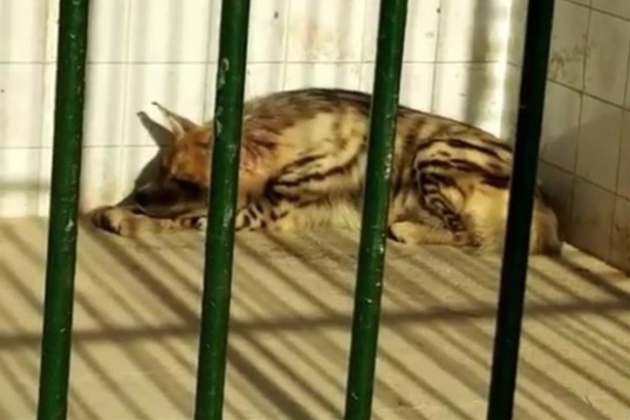 برای انتقال حیوانات باغ وحش مشهد به تهران باید شرایط آن فراهم باشد