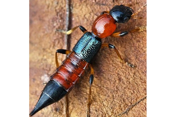 شیوع حشره دراکولا در مناطق شمالی ایران / سم خطرناک این حشره به‌راحتی وارد پوست می‌شود