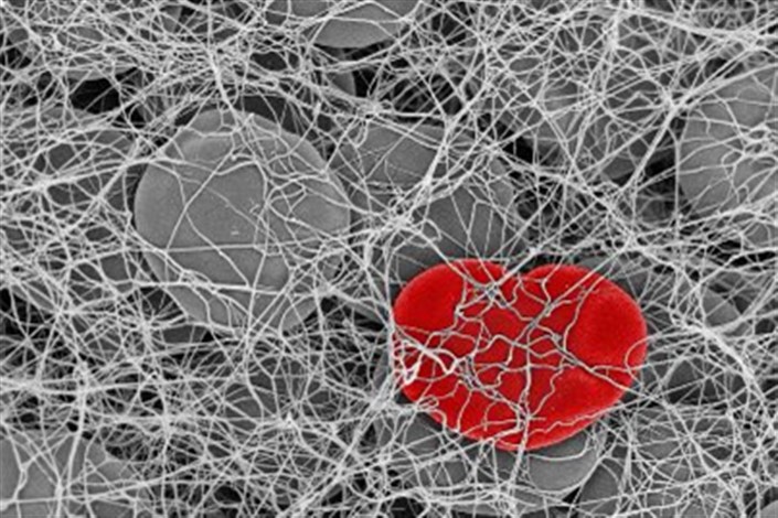 گلبول های  قرمز خون در شبکه سه بعدی