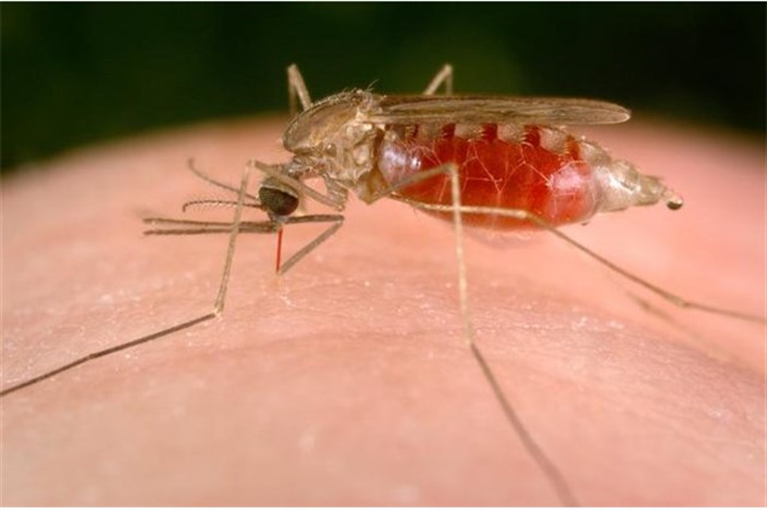 ساخت مواد شیمیایی با طعم شیره گیاهان برای انقراض پشه مالاریا