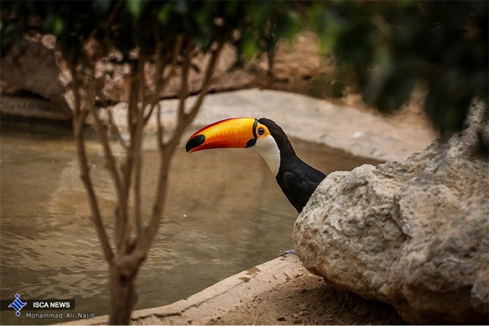  احداث زیستگاه های ویژه پرندگان در فاز 2  باغ پرندگان تهران