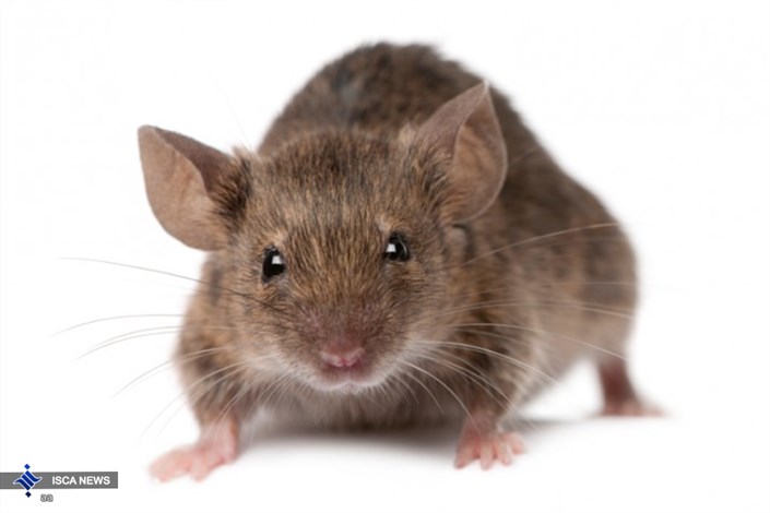 حمله موش ها به یک دختر فلج در فرانسه