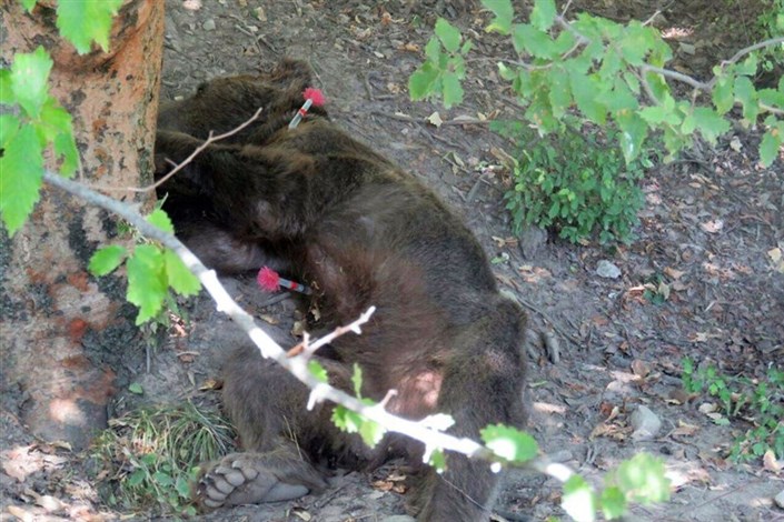 از پای در آمدن خرس توسط مسئولان محیط زیست/استفاده ناشیانه از داروی بیهوشی توسط افراد غیرمتخصص
