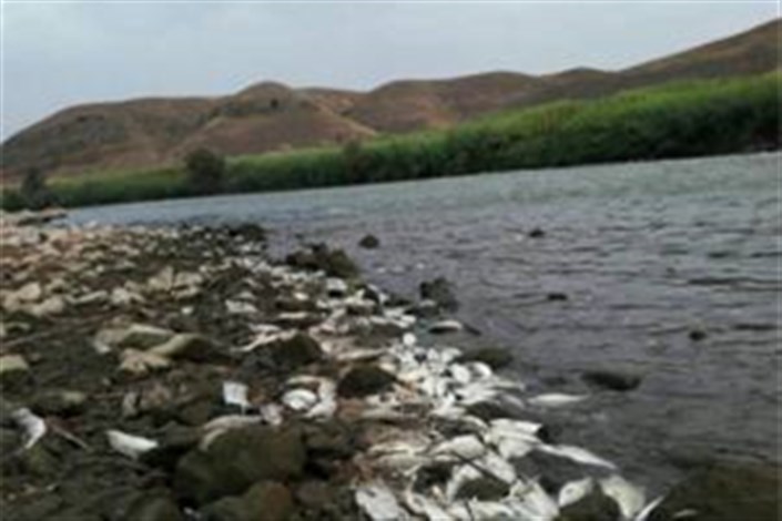  تلف شدن آبزیان رودخانه ارس بر اثر آلودگی زیستی 