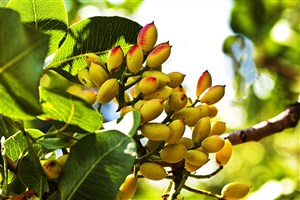 طلای سبز و خاک ترک خورده؛ پشت پرده ثروت در رفسنجان