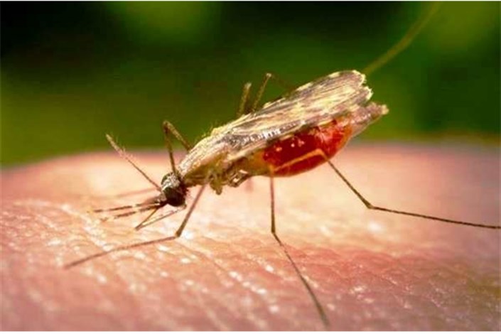  اولین داروی مالاریا بعد از ۶۰ سال تایید شد