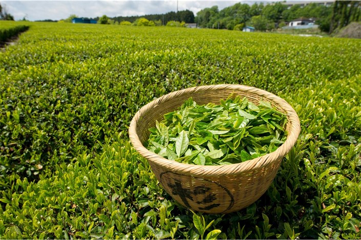 اجرای بیمه فراگیر باغات چای در سال ۹۷/پیش بینی تولید ۱۰۵ هزار تن برگ سبز چای