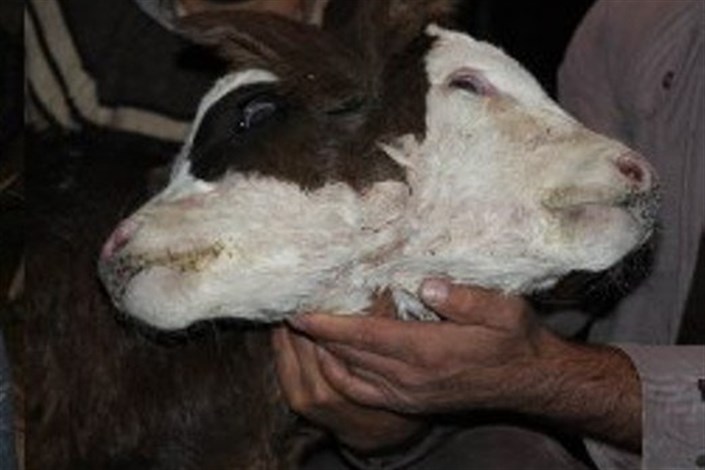 عامل تولد گوساله ی دوسر در بستان آباد، جهش ژنتیکی است