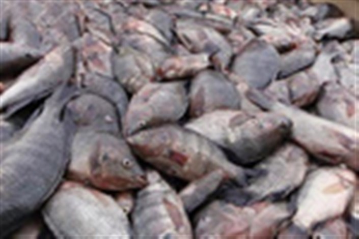 ضبط و معدوم سازی 200 کیلوگرم ماهی آلوده درشهرستان بروجن