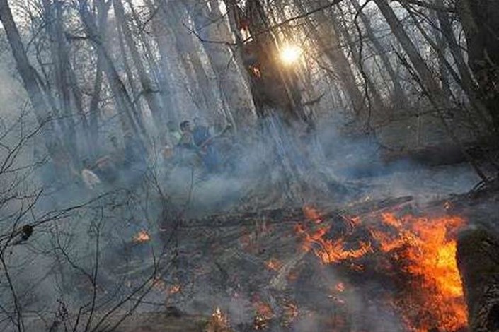 جنگل های مازندران زیر آتش خطای انسانی