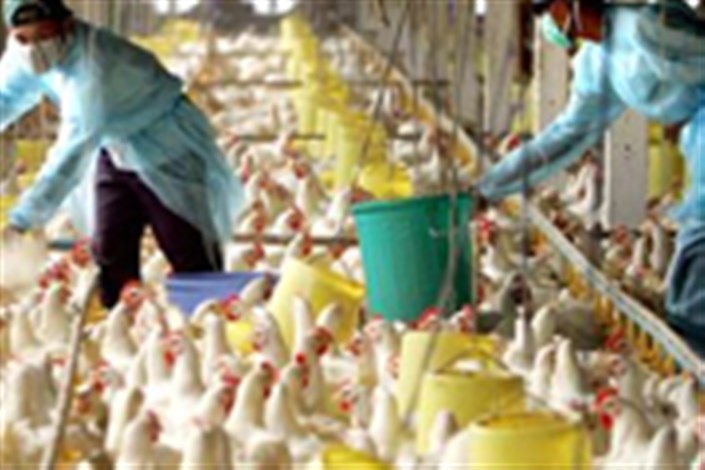 ویروس آنفولانزای مرغی می تواند برای مدت های طولانی در یک محیط زنده بماند