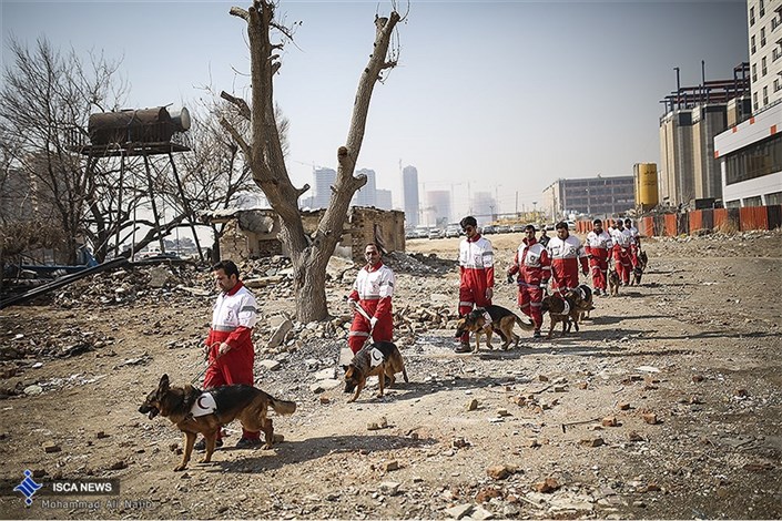 سگ های زنده یاب در مناطق زلزله زده/ عکس