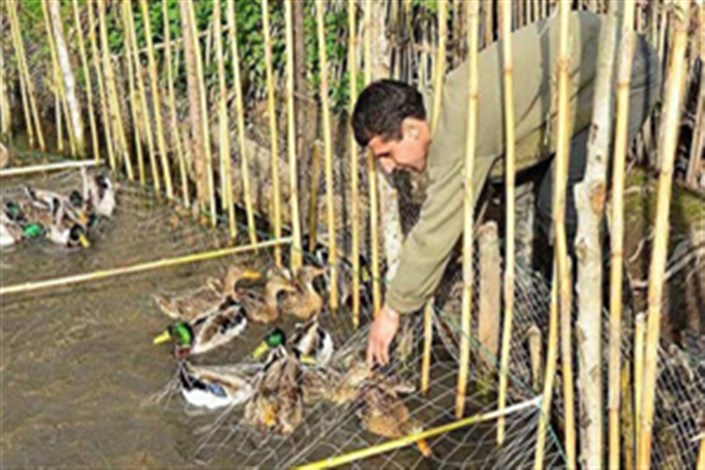  شیوه‌های غیرقانونی شکار، حیات پرندگان مهاجر را به خطر انداخته است