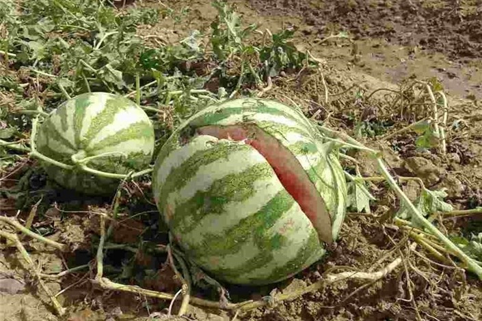 جلوگیری از کشت هندوانه در چرام