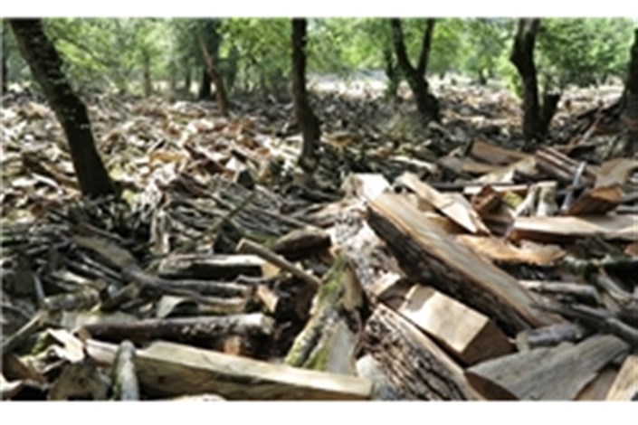 قطع ۲۰۰۰ اصله درخت جنگلی در غرب مازندران