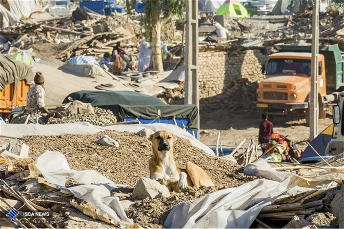 تشکیل کمیته‌ای درباره اجساد دفن شده بدون گواهی در مناطق زلزله زده