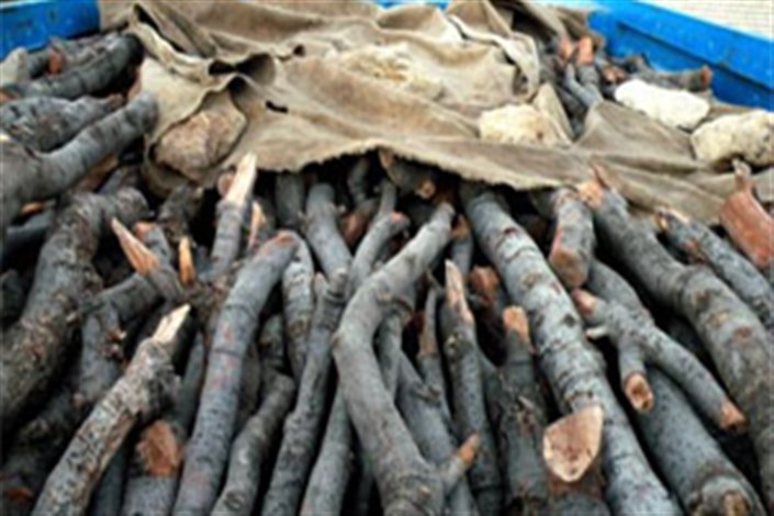 کشف چوب قاچاق در تنکابن