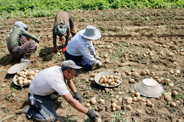 توسعه صنایع تبدیلی سهم صادرات سیب‌زمینی همدان را در رقابت با ترکیه افزایش می‌دهد