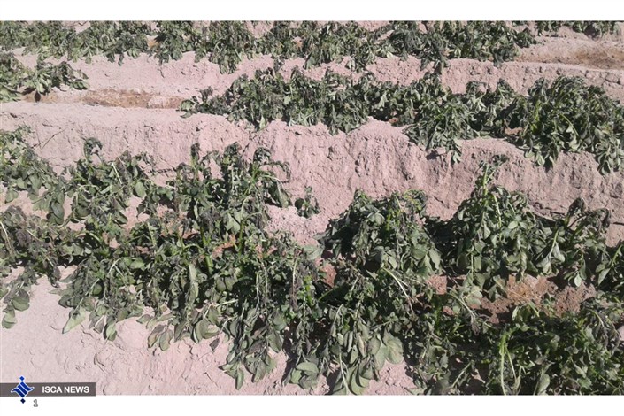 خسارت سرما به مزارع سیب زمینی عنبرآباد