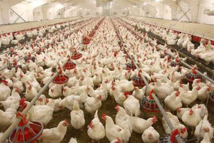 28 هزار قطعه مرغ در خراسان شمالی تلف شد