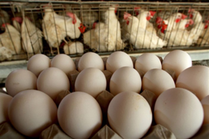 دلیل افزایش قیمت تخم مرغ/  ١١ میلیون قطعه مرغ طی ٣ماه تلف شدند