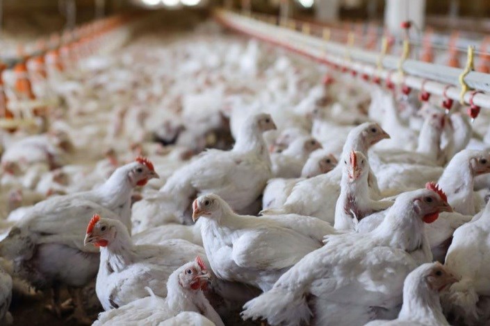 کشف15 تن مرغ زنده قاچاق در یزد /ارزش محموله  یک میلیارد و 500 میلیون ریال است