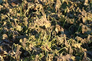 هواشناسی ایران| هشدار به کشاورزان؛ سرمازدگی در راه است