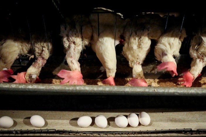 طلاکش: قیمت هر عدد تخم مرغ باید به ۴۵۰ تومان کاهش یابد